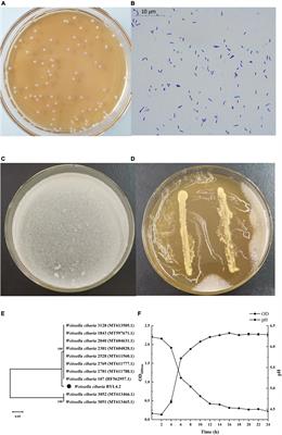 Impact of Weissella cibaria BYL4.2 and its supernatants on Penicillium chrysogenum metabolism